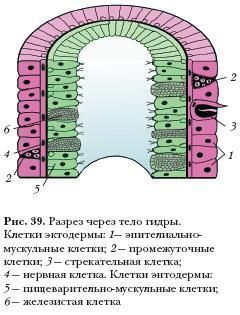 Не могу зайти в кракен