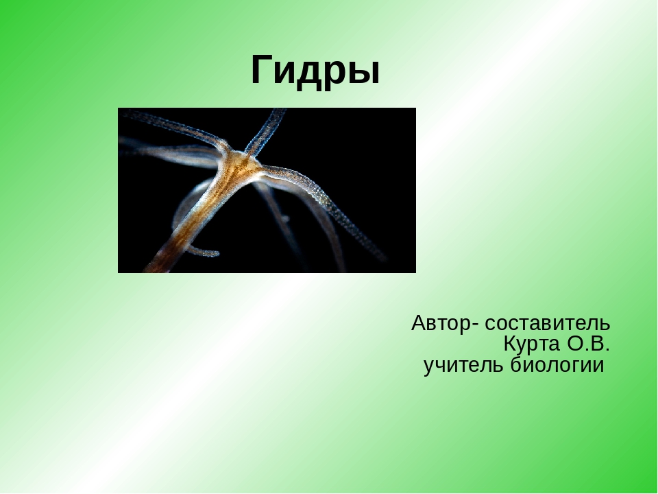 Кракен это что за сайт