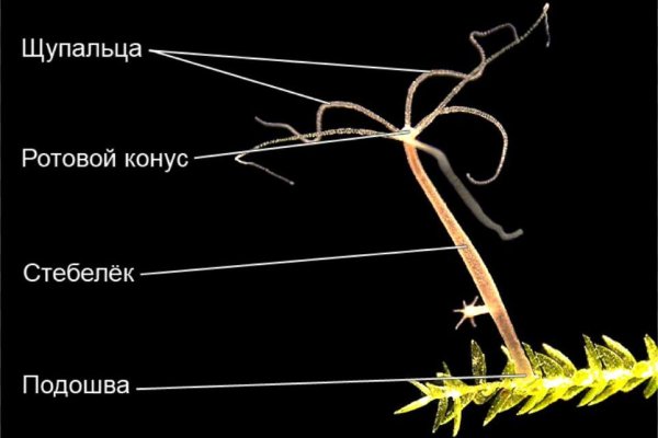 Кракен невозможно зарегистрировать пользователя